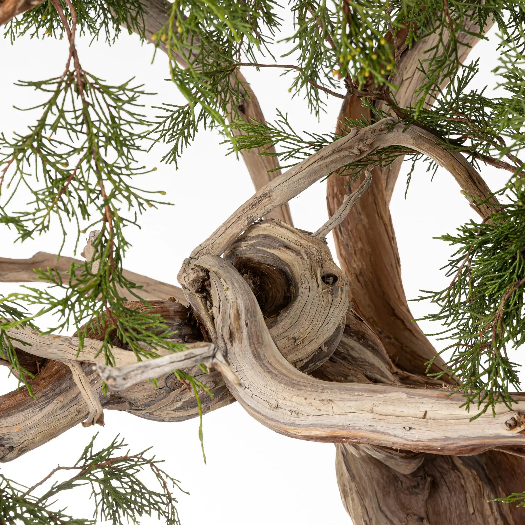 JUNIPERUS SABINA