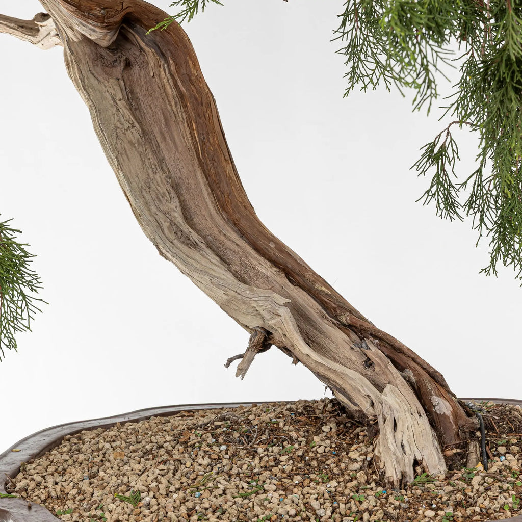 JUNIPERUS SABINA