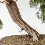 JUNIPERUS SABINA