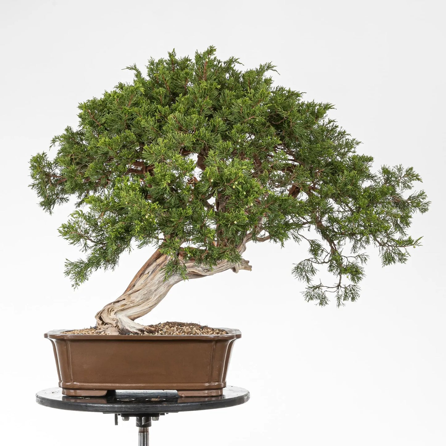 Frente de bonsai de juniperus sabina de origen yamadori. Tronco con mucho movimiento y potente shari. Maceta yinking de origen chino.