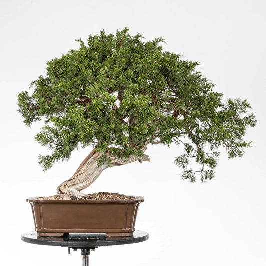 Frente de bonsai de juniperus sabina de origen yamadori. Tronco con mucho movimiento y potente shari. Maceta yinking de origen chino.