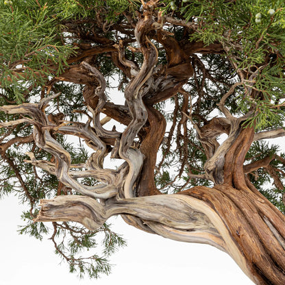Ramificación y jines del bonsai de juniperus sabina origen yamadori araki.