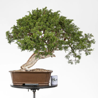 Vista del frente de bonsai de juniperus sabina con una taza de café de ikigai bonsái para hacer comparativa de tamaño.