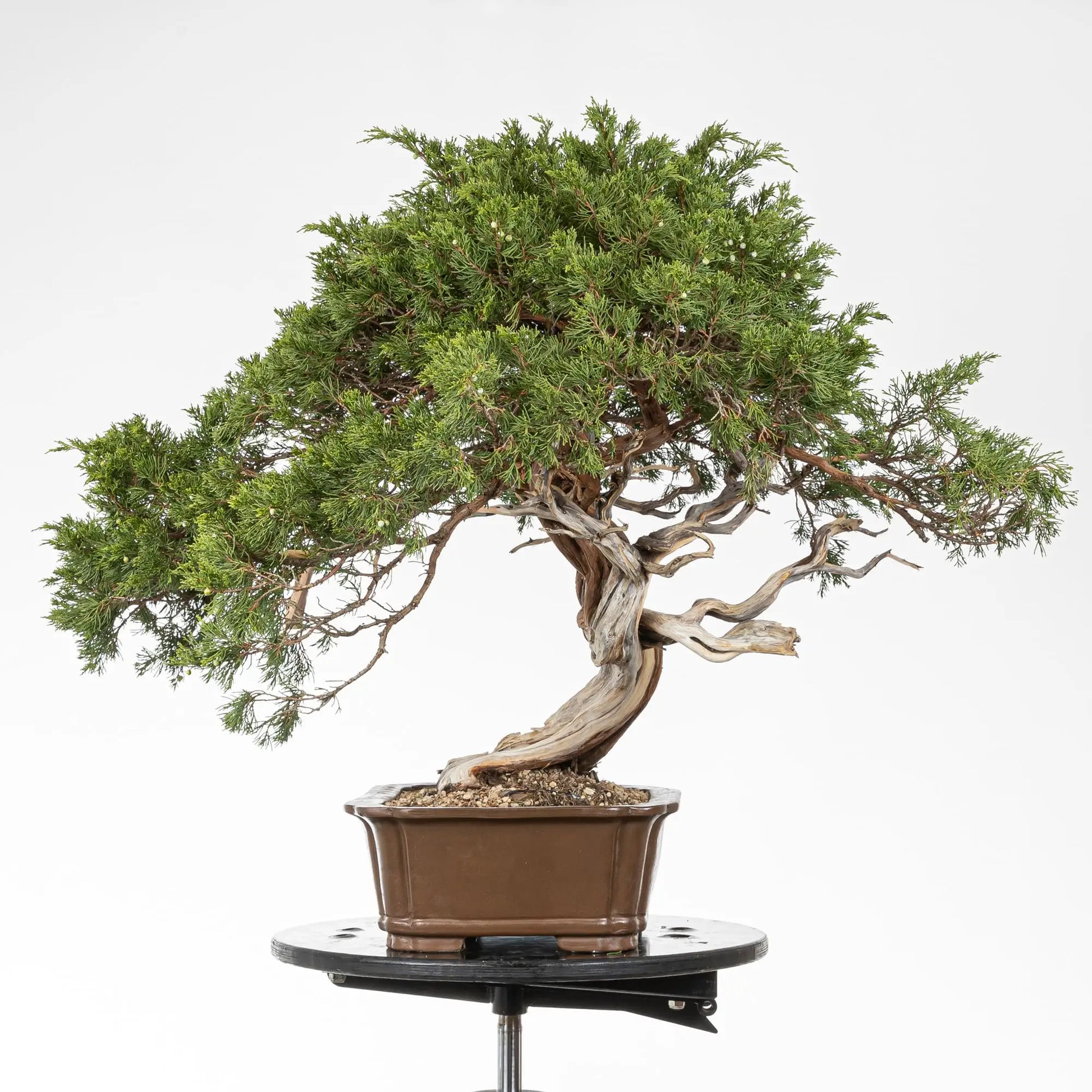 Lateral derecho de bonsai de juniperus sabina, Se observan el movimiento y los sharis del tronco con jines retorcidos