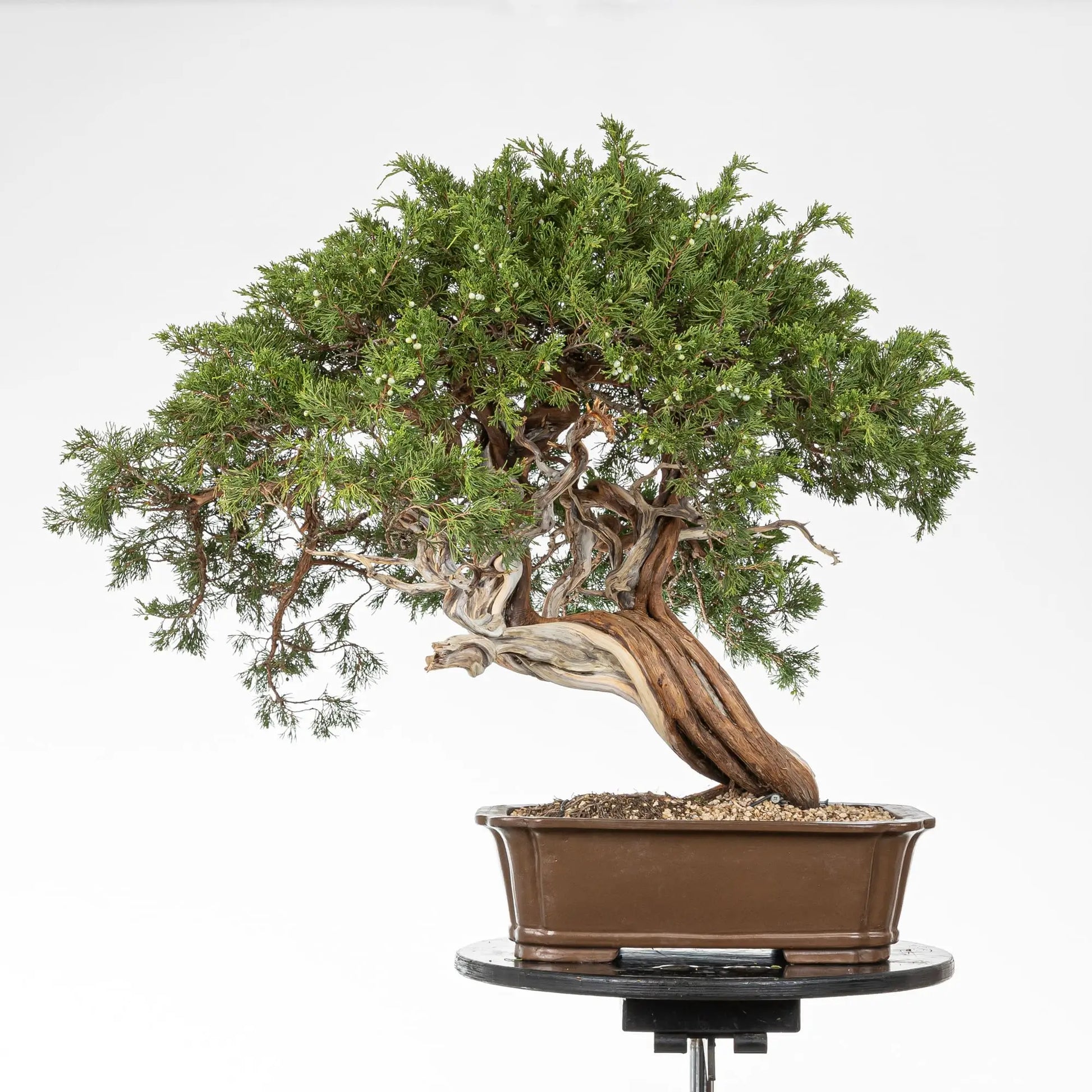 Cara trasera o posible frente de bonsai de juniperus sabina de origen yamadori. Araki donde se observa las venas del tronco.