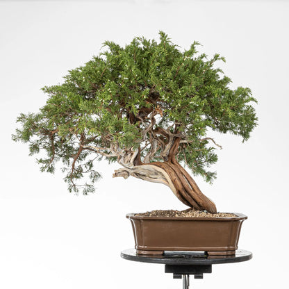 Cara trasera o posible frente de bonsai de juniperus sabina de origen yamadori. Araki donde se observa las venas del tronco.