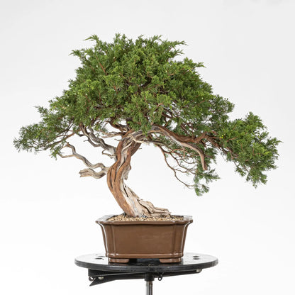 Lateral izquierdo de juniperus sabina. Se observa el nebari con base potente,con venas y sharis por su tronco.