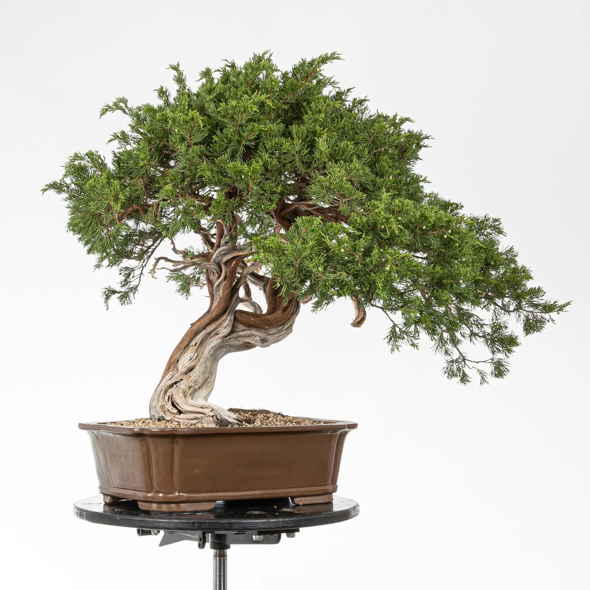 Posible frente de bonsai juniperus sabina de origen yamadori araki con sharis y jines por el tornco. Paceta yinxing de origen china.