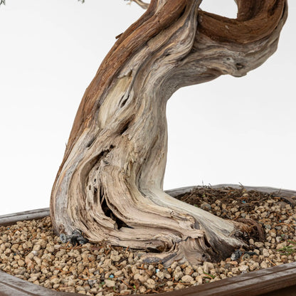 Base potente de juniperus sabina donde se obserba el nebari con shari potente y huecos. Se observa que el sustrato es de granulometria gruesa y es de pomice akadama.