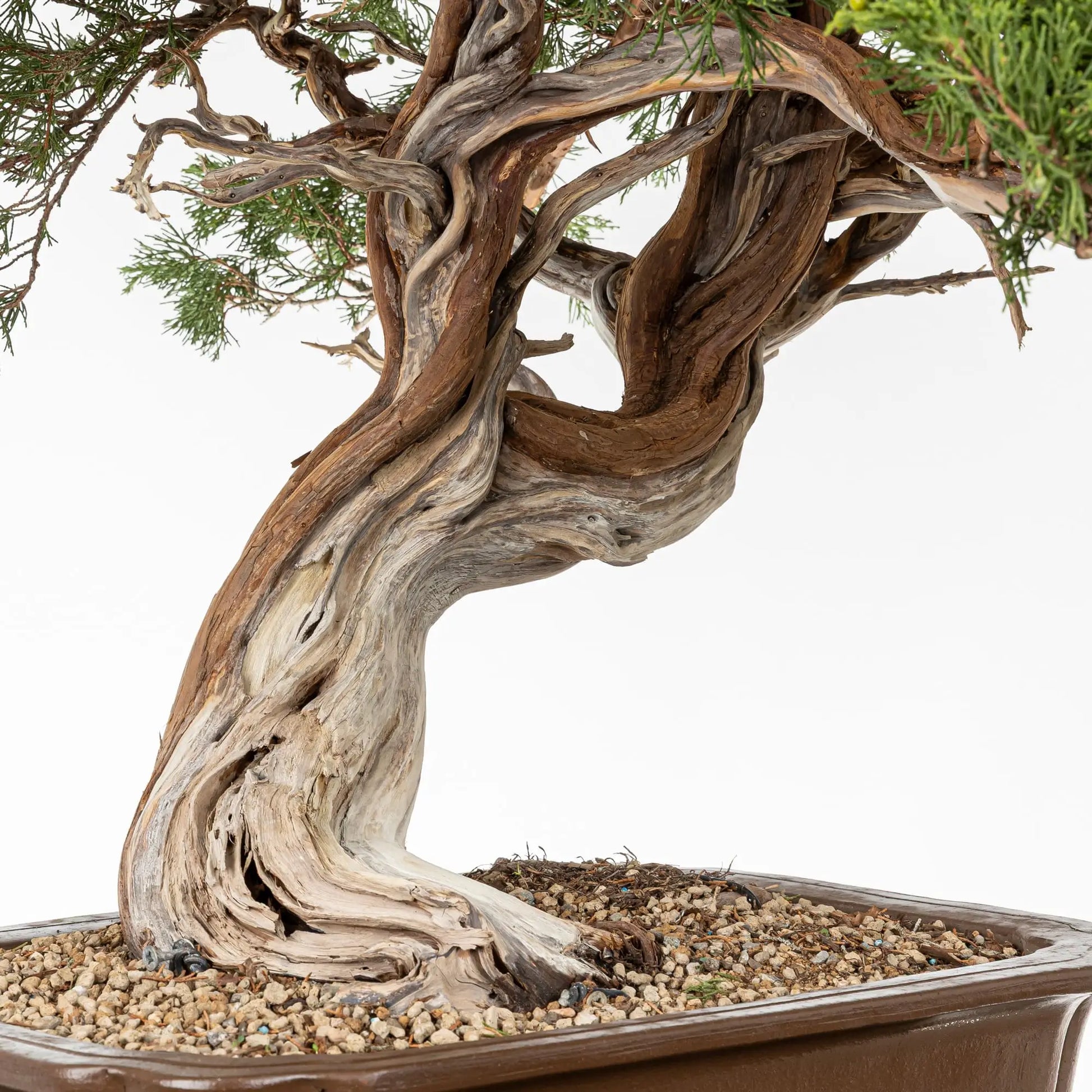 Sharis y venas de araki de juniperus sabina.