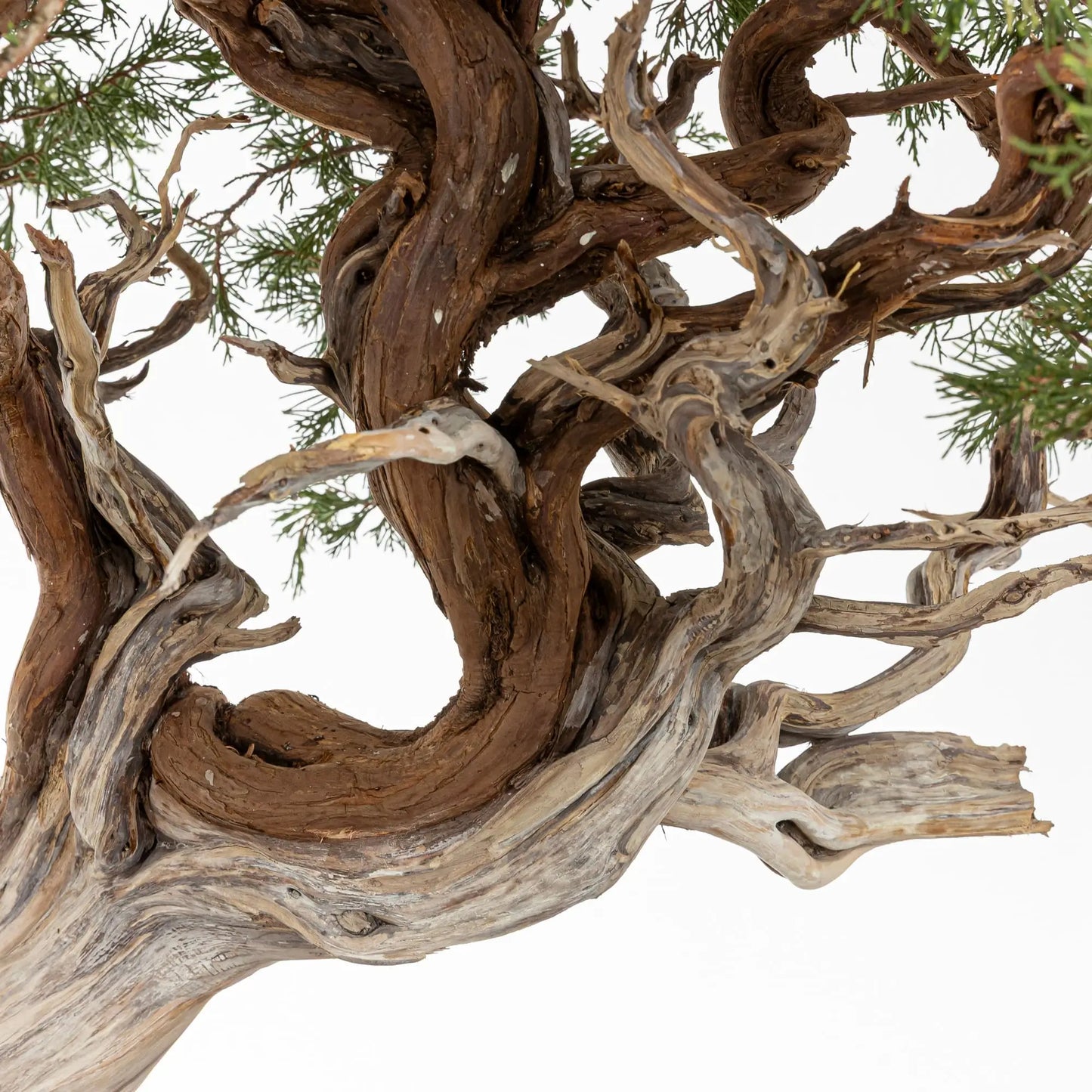 Curva potente en tronco de bonsai de juniperus sabina con muchos jines retorcidos