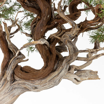 Curva potente en tronco de bonsai de juniperus sabina con muchos jines retorcidos