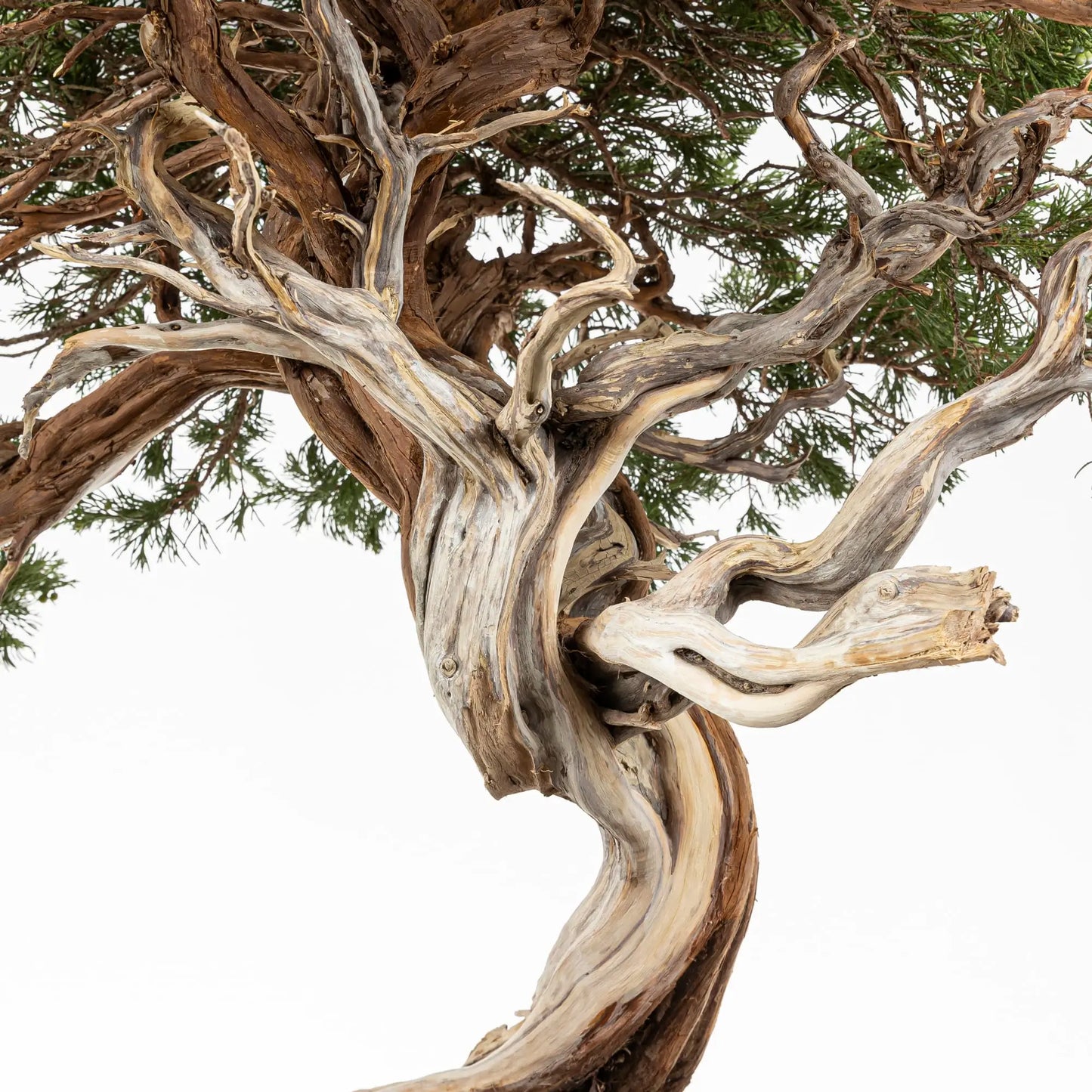 vista de jin principal con moviento listo para trabajar la madera.