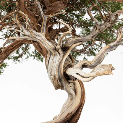 vista de jin principal con moviento listo para trabajar la madera.