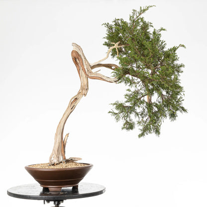 Bonsai yamadori de juniperus sabina estilo bunjin tamaño dai