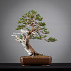 Frente de bonsái yamadori de sabina, tamaño kifu estilo moyogi