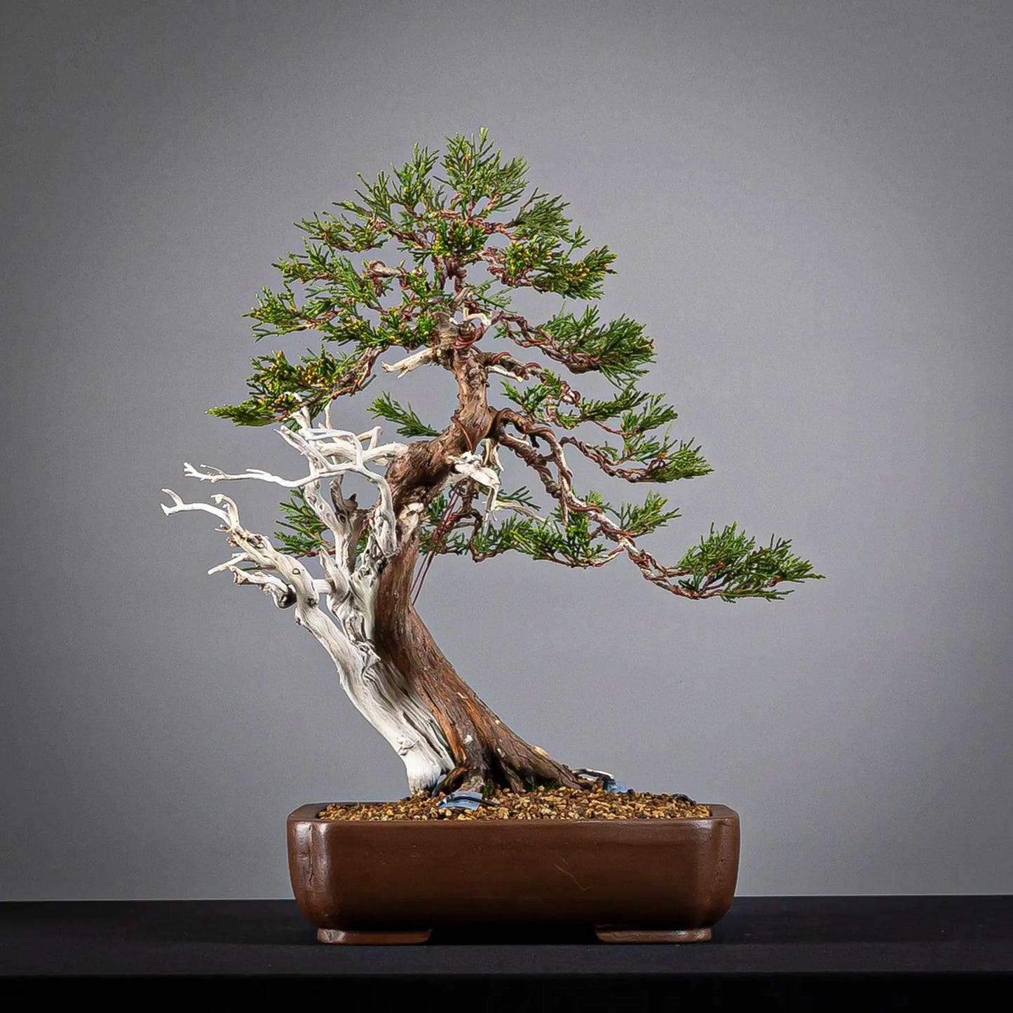 Frente de bonsái yamadori de sabina, tamaño kifu estilo moyogi