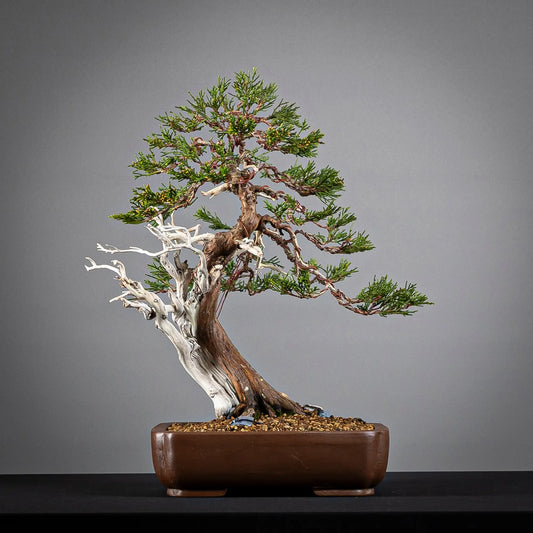 Frente de bonsái yamadori de sabina, tamaño kifu estilo moyogi