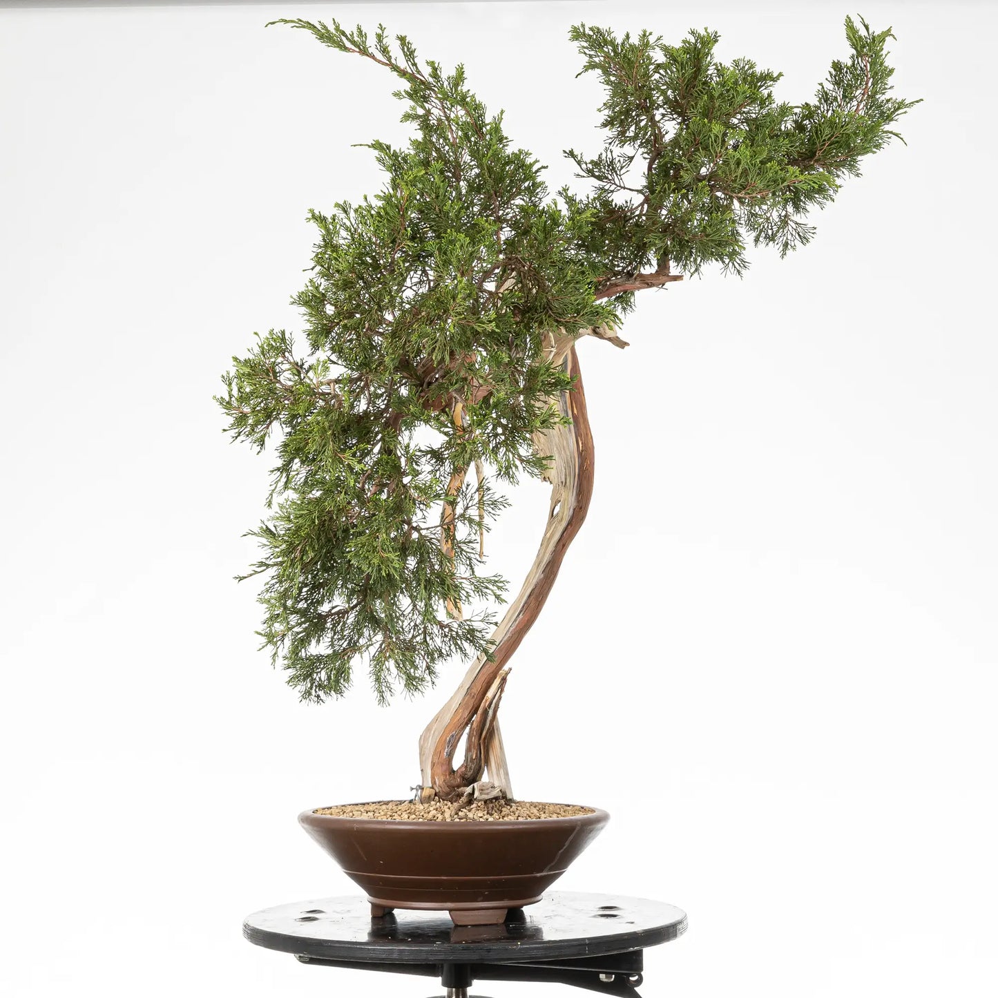 Cara derecha de bonsai yamadori de juniperus sabina