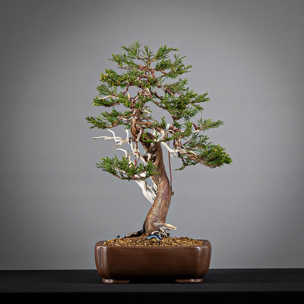 Cara derecha de bonsai de sabina