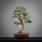 Cara derecha de bonsai de sabina