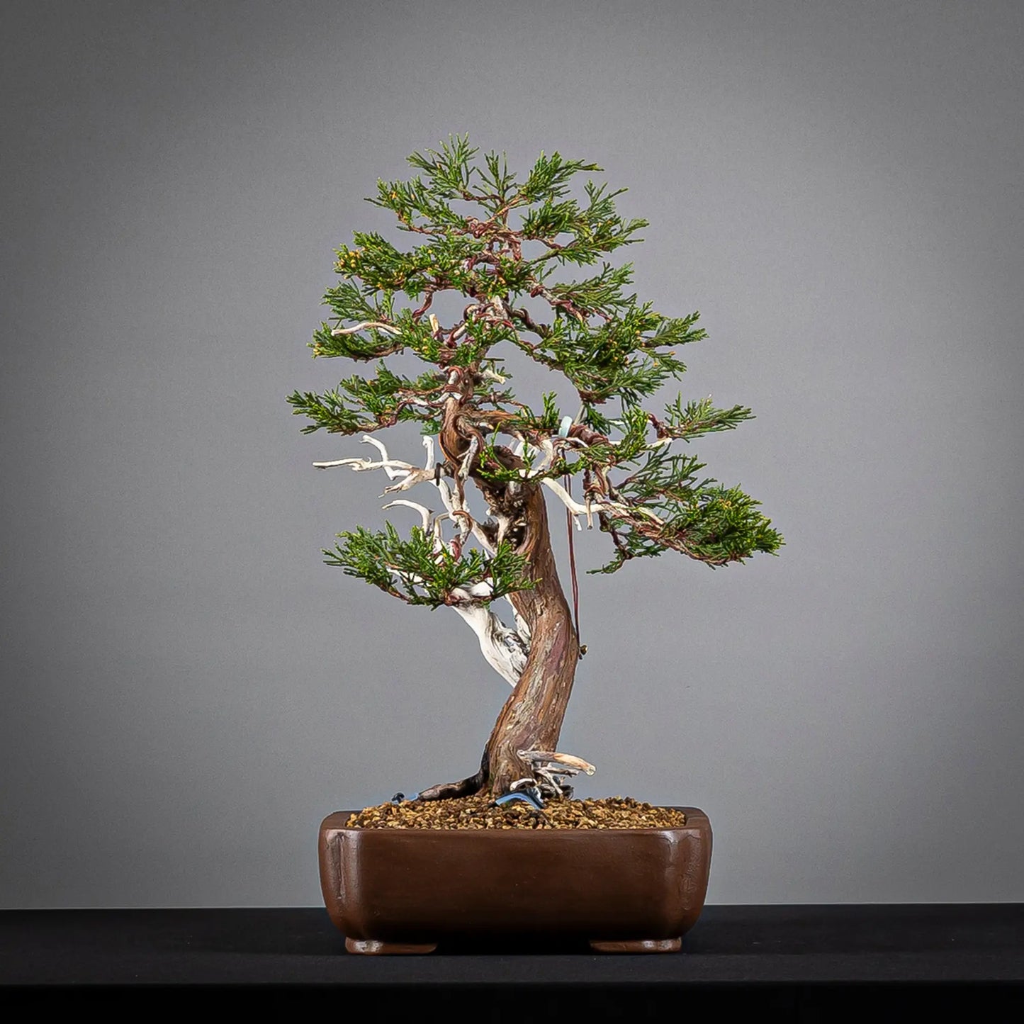 Cara derecha de bonsai de sabina
