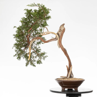 Cara trasera de bunjin de prebonsai de juniperus sabina