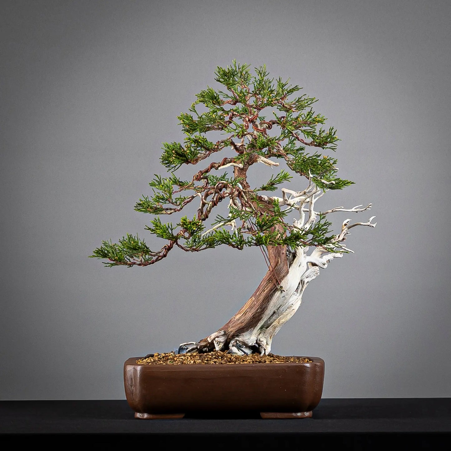 Cara trasera de bonsai yamadori de sabina