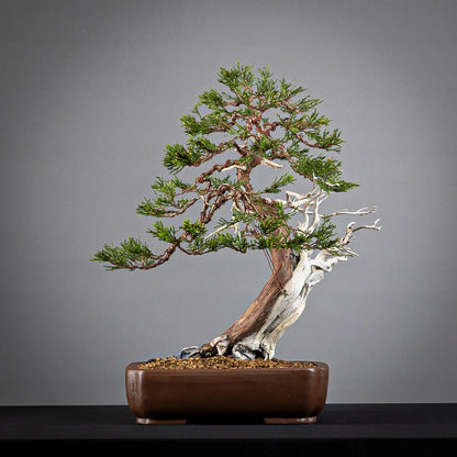 Cara trasera de bonsai yamadori de sabina