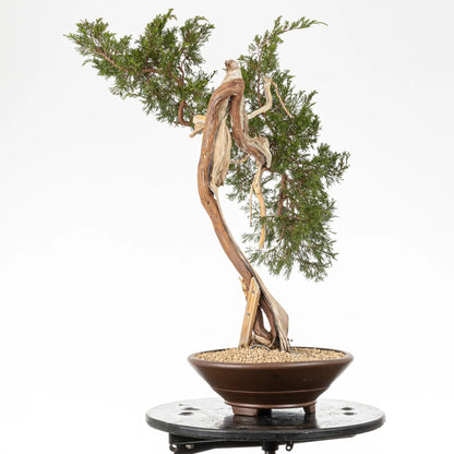 Cara izquierda de bonsai yamadori de juniperus sabina