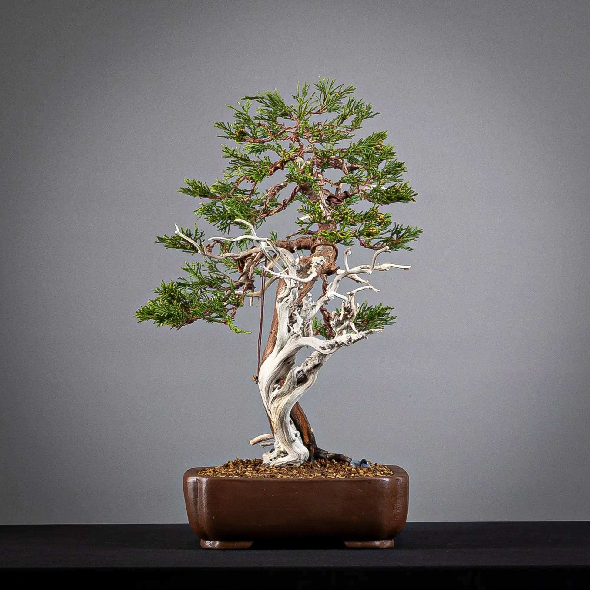 Cara izquierda de bonsai yamadori de sabina