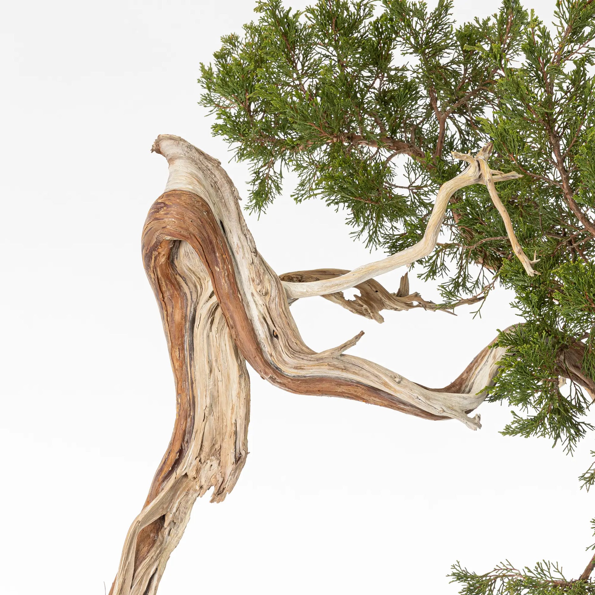 Detalle de curva, codo, shari y jin de juniperus sabina