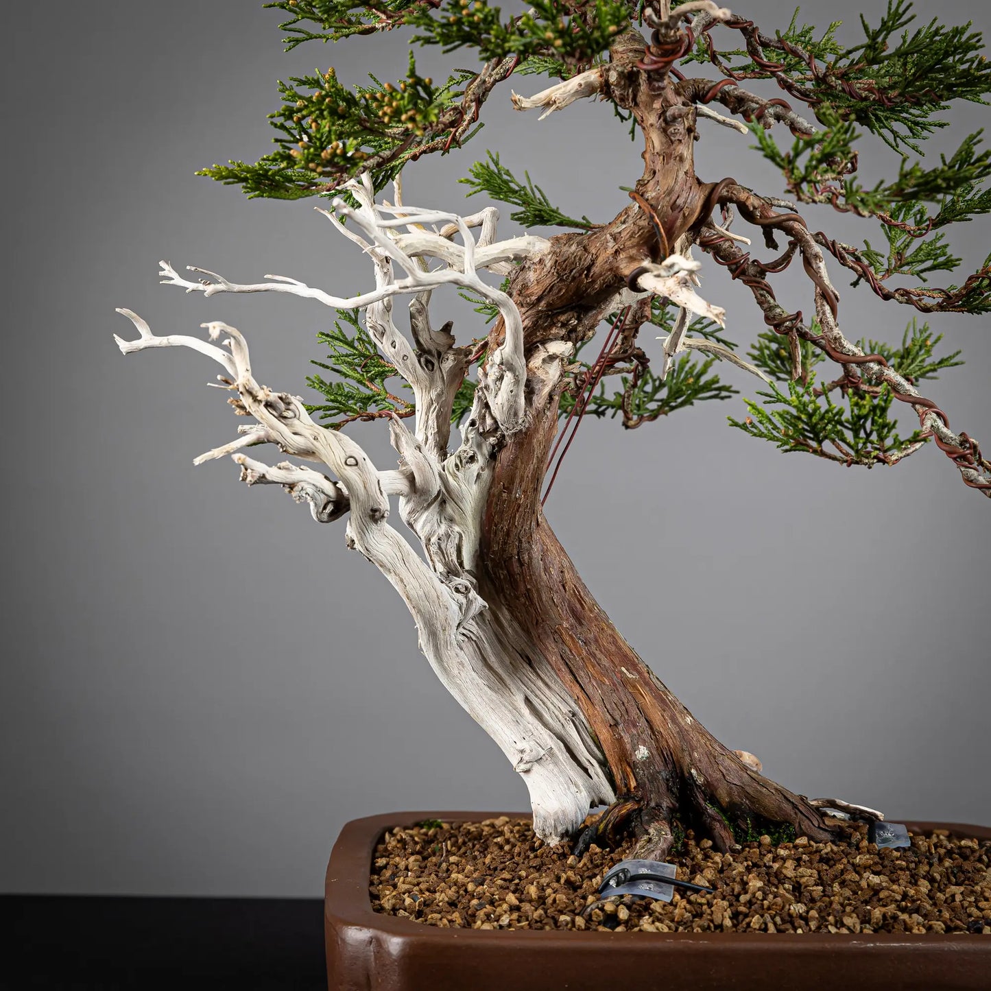 Detalle de jines y shari de bonsai yamadori de sabina tamaño kifu