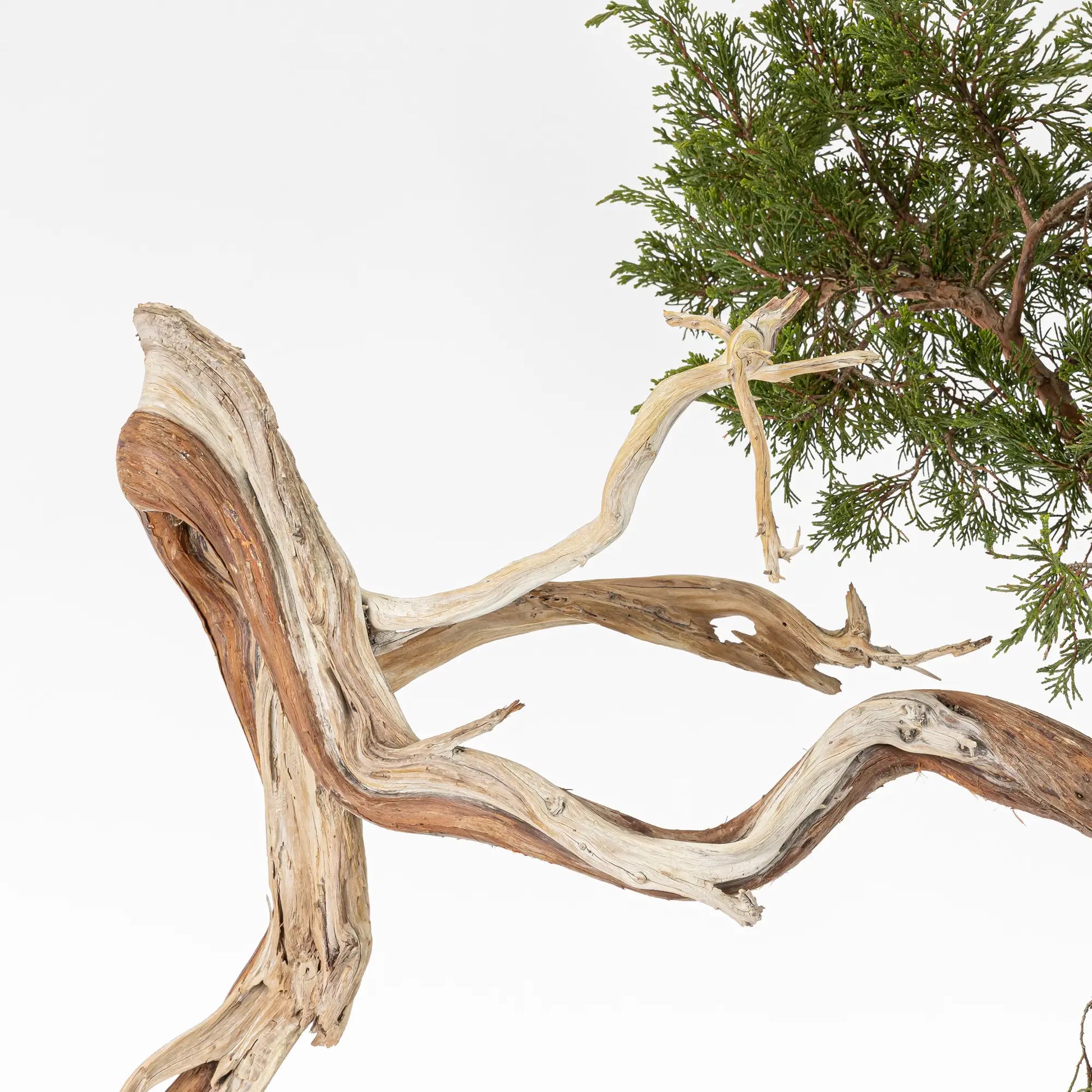 Detalle de jin, shari y venas de juniperus sabina