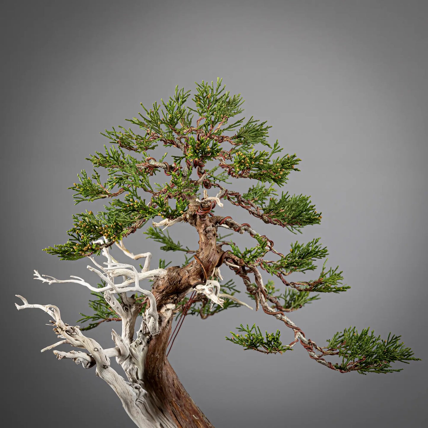 Detalle de apice de bonsai yamadori de sabina