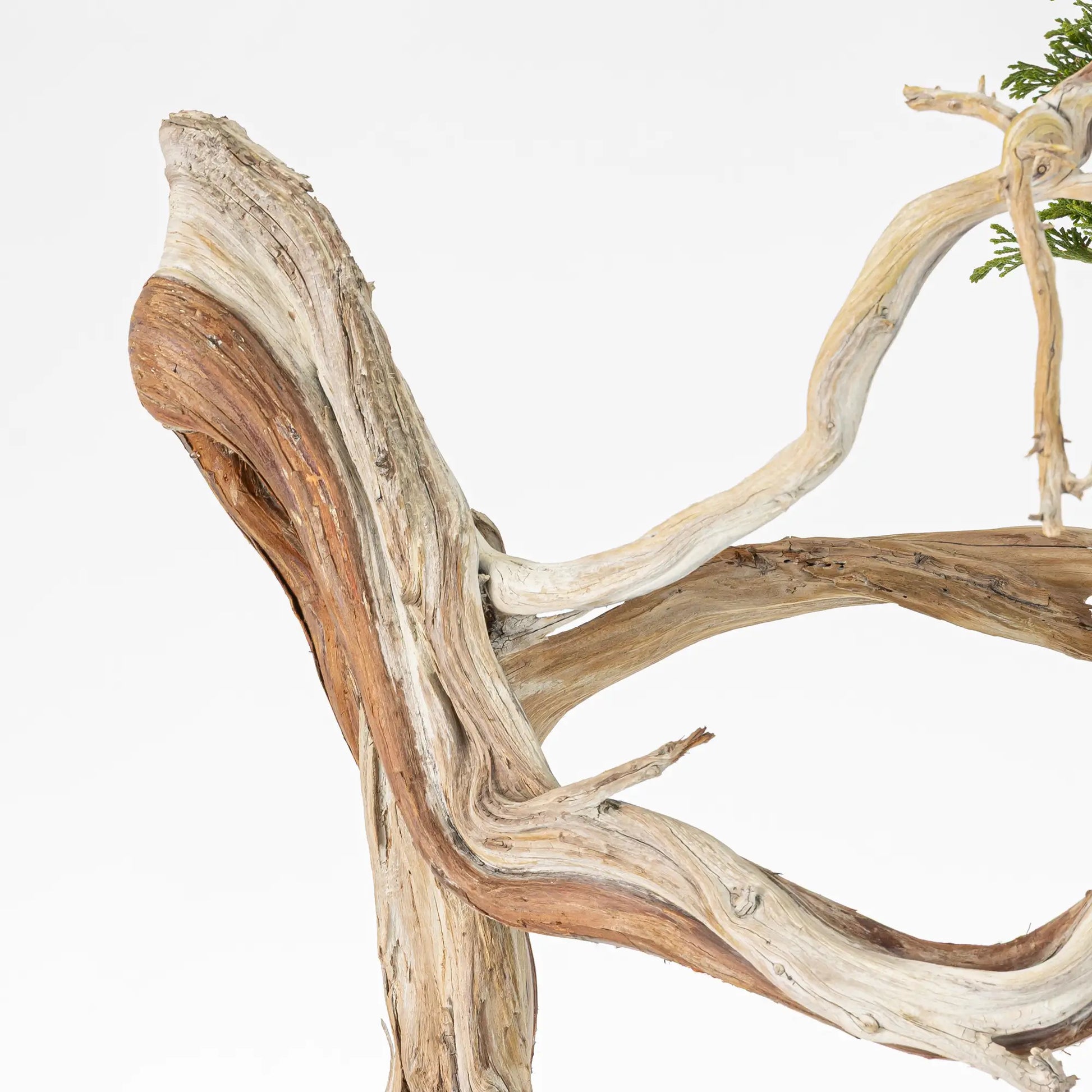 Detalle y textura de shari de juniperus sabina