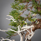 Detalle de rama de bonsai yamadori de sabina macho