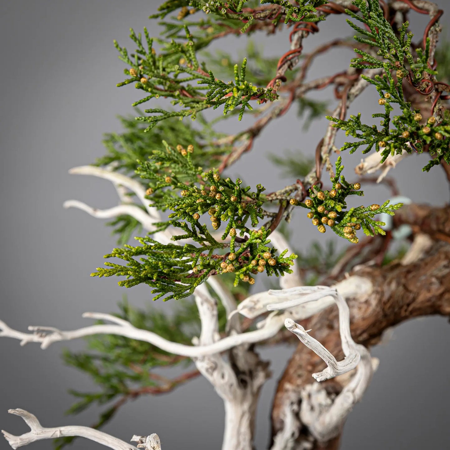 Detalle de rama de bonsai yamadori de sabina macho