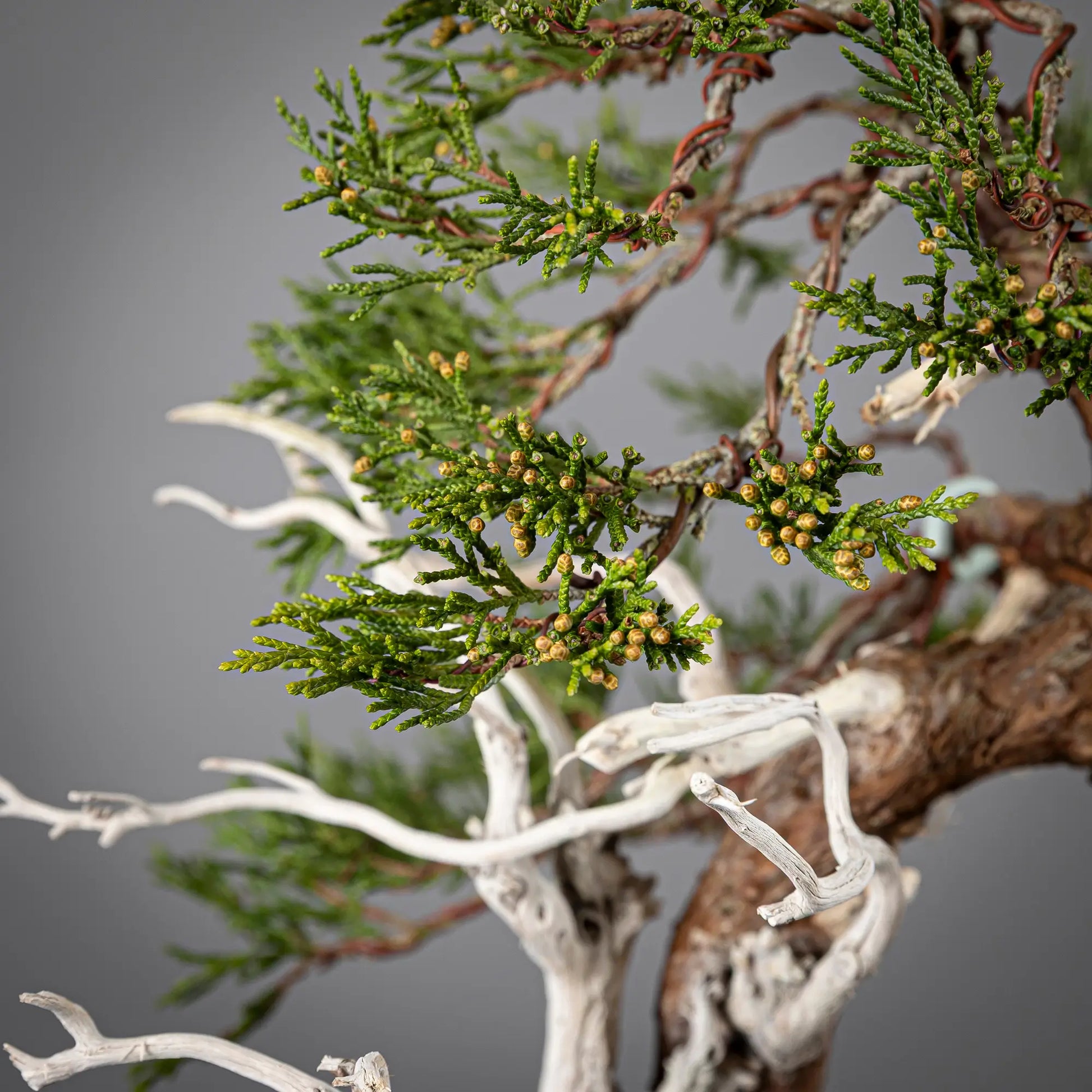 Detalle de rama de bonsai yamadori de sabina macho