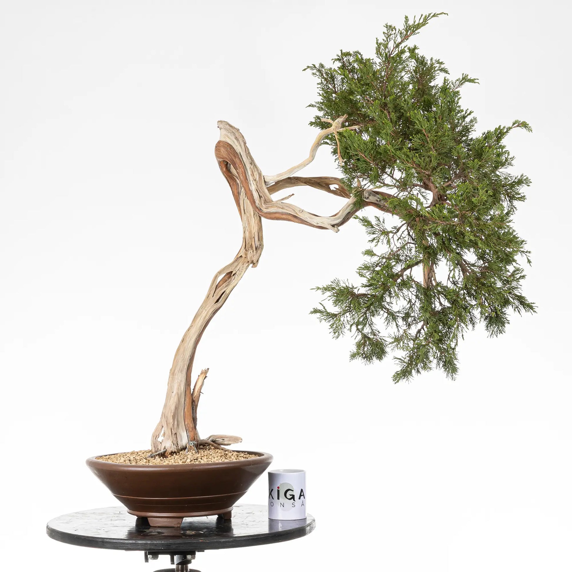Comparativa de tamaño de bonsai de juniperus sabina con una taza de café de la tienda ikigai bonsai