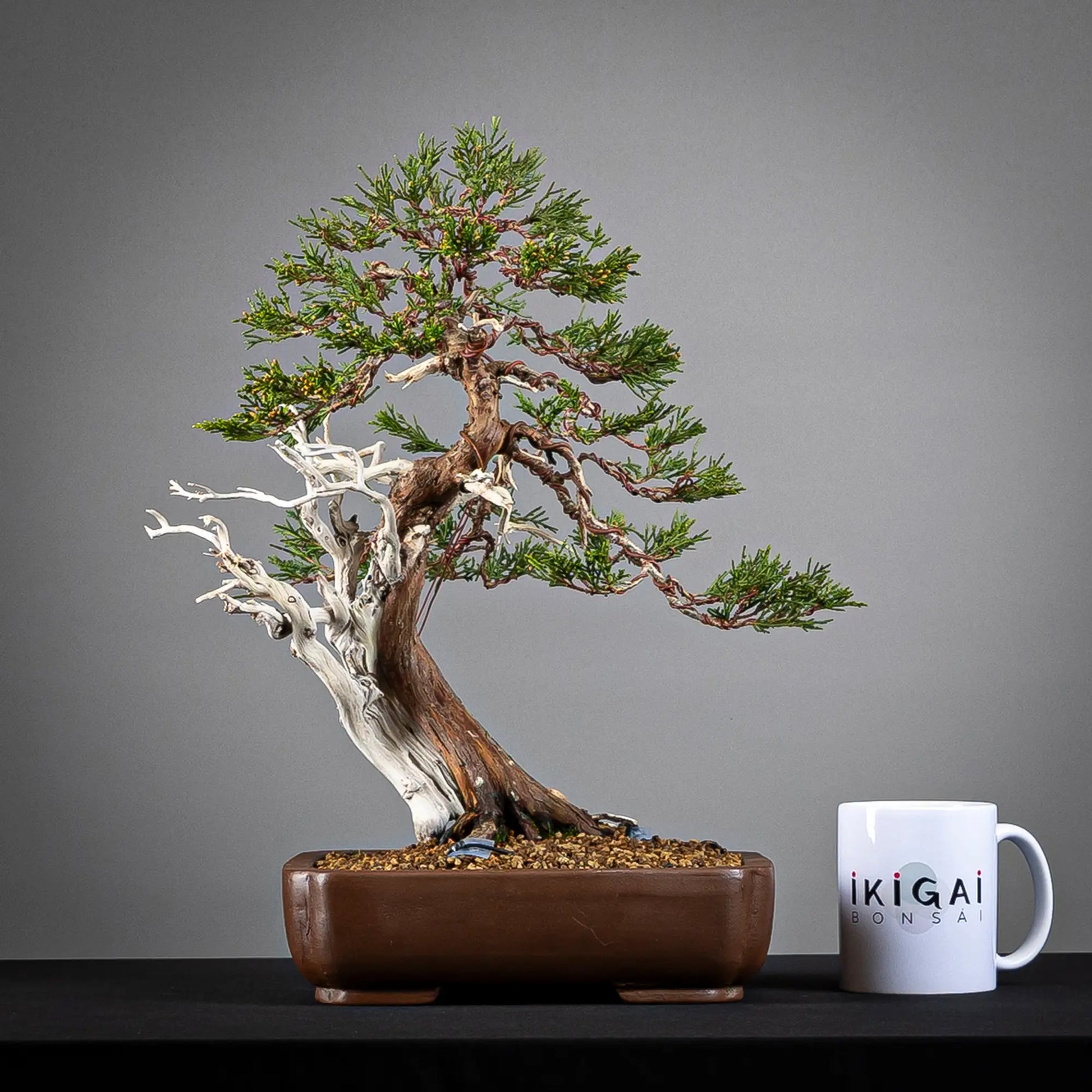 Comparativa de tamaño de bonsai yamadodri kifu con una taza de café de la tienda ikigai bonsai