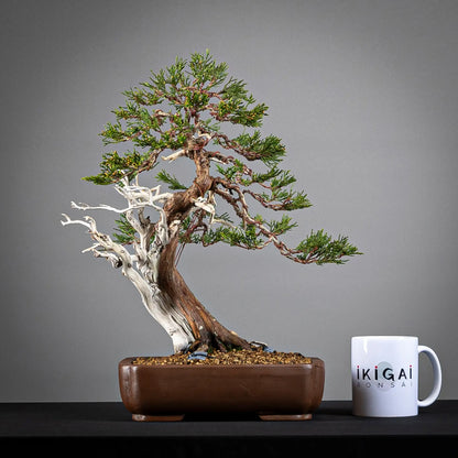 Comparativa de tamaño de bonsai yamadodri kifu con una taza de café de la tienda ikigai bonsai