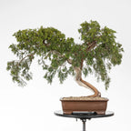 Frente de bonsái de juniperus sabina de origen yamadori, se observa que está plantado en maceta yixing para bonsái