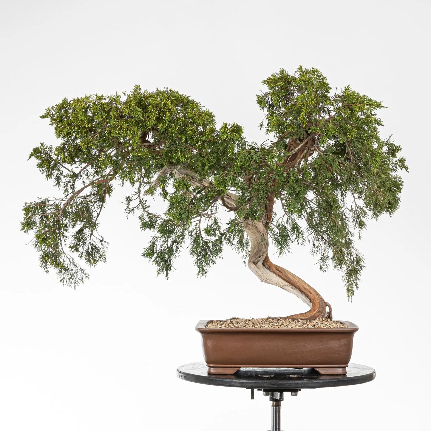 Frente de bonsái de juniperus sabina de origen yamadori, se observa que está plantado en maceta yixing para bonsái