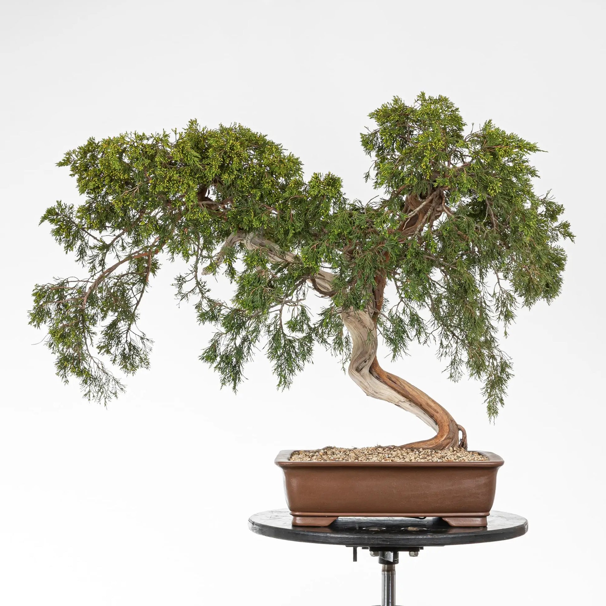 Frente de bonsái de juniperus sabina de origen yamadori, se observa que está plantado en maceta yixing para bonsái