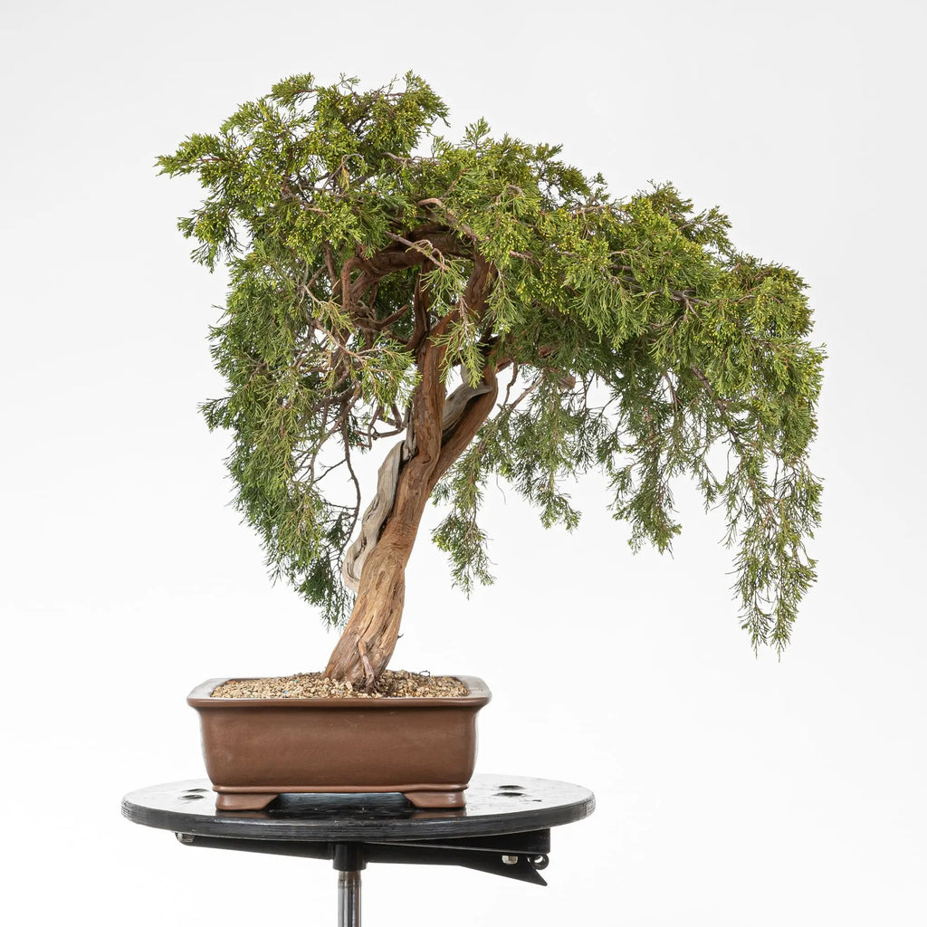 Lateral derecho de bonsái de juniperus sabina araki.