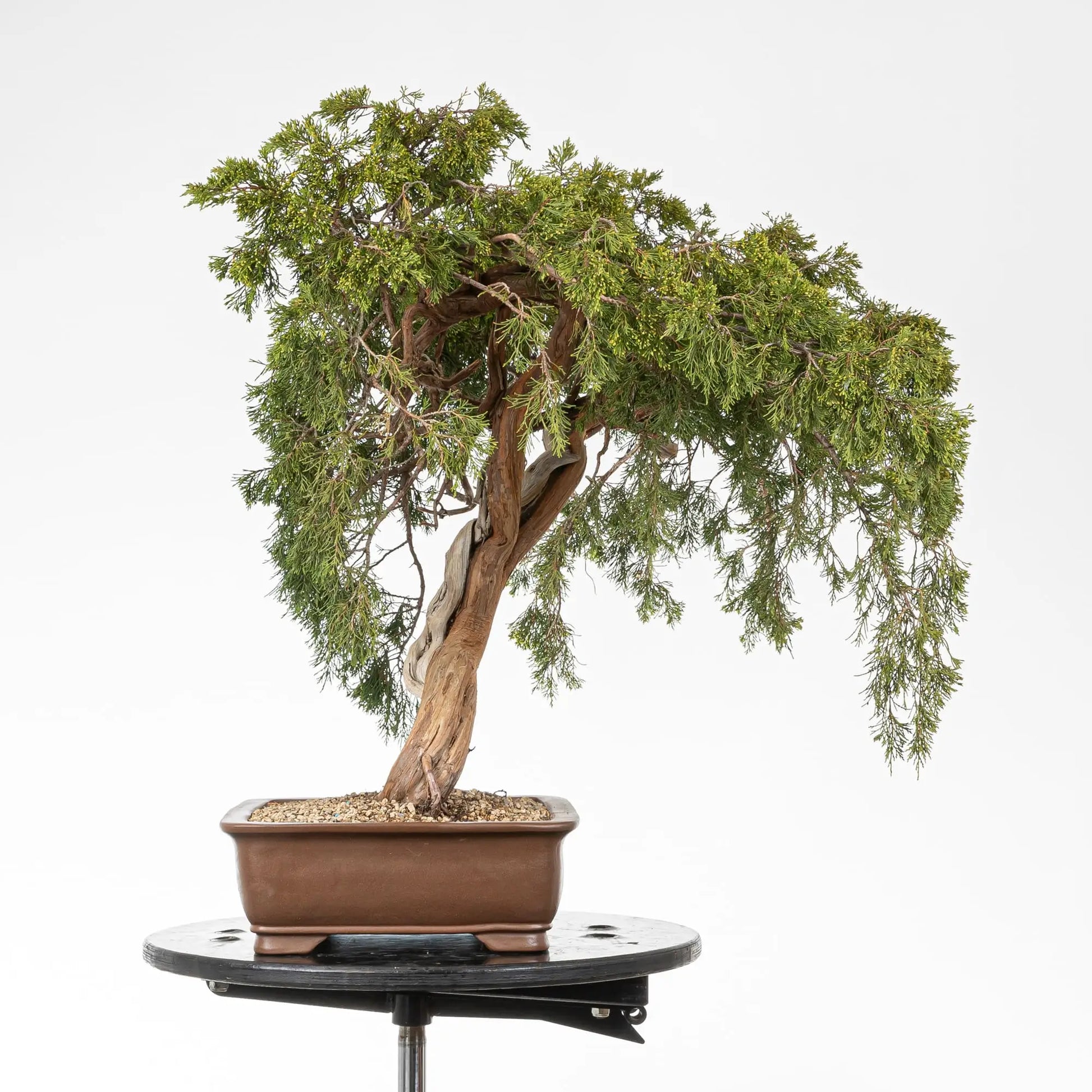 Lateral derecho de bonsái de juniperus sabina araki.