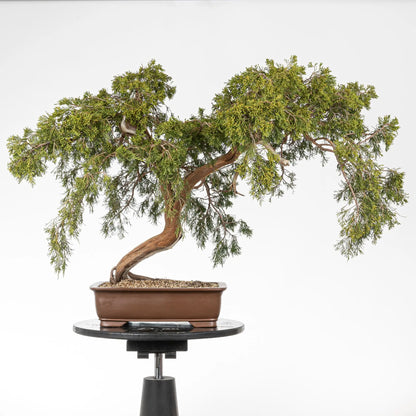 Cara trasera de bonsái de juniperus sabina de origen yamadori doble copa