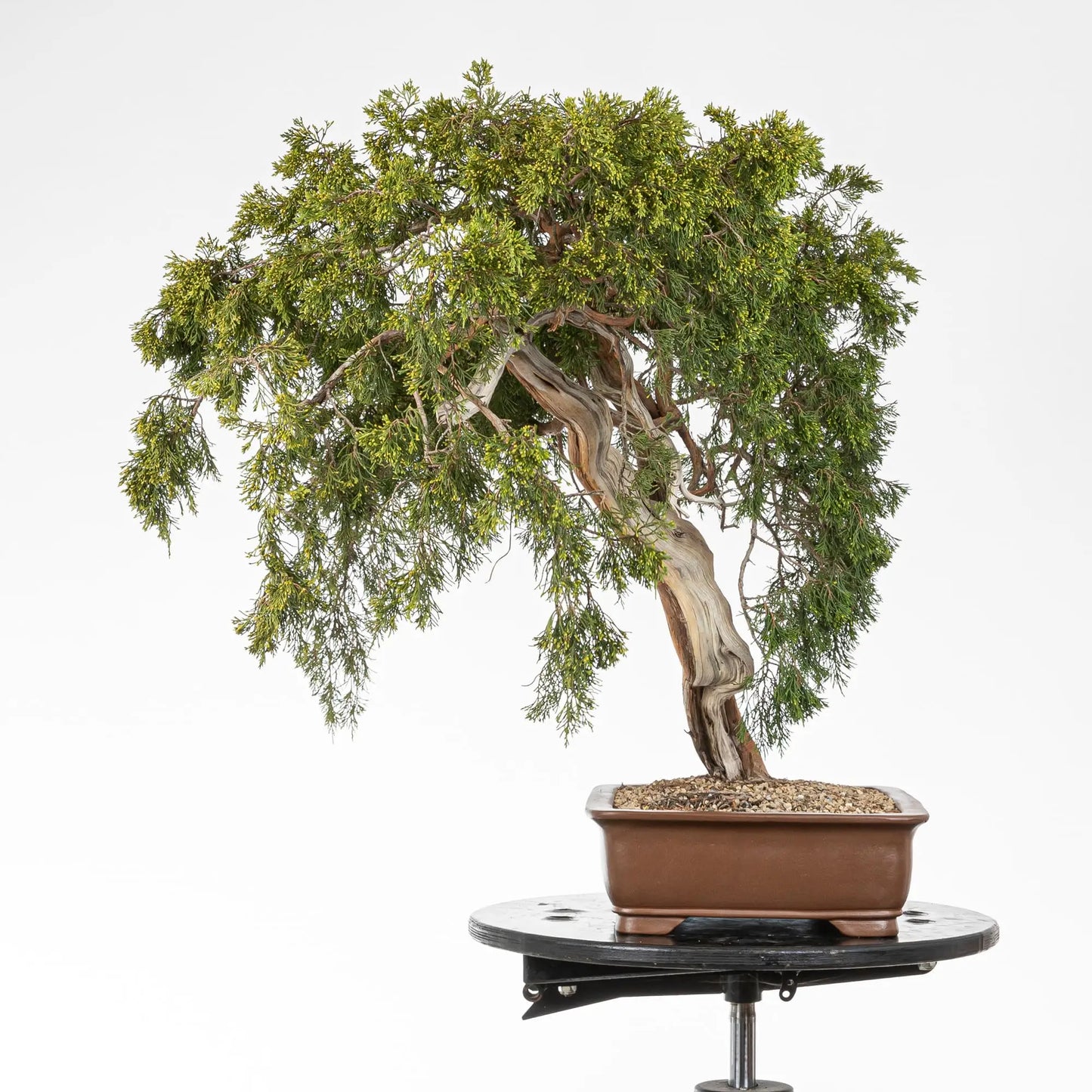 Lado izquierdo de bonsái de juniperus sabina de origen yamadori.