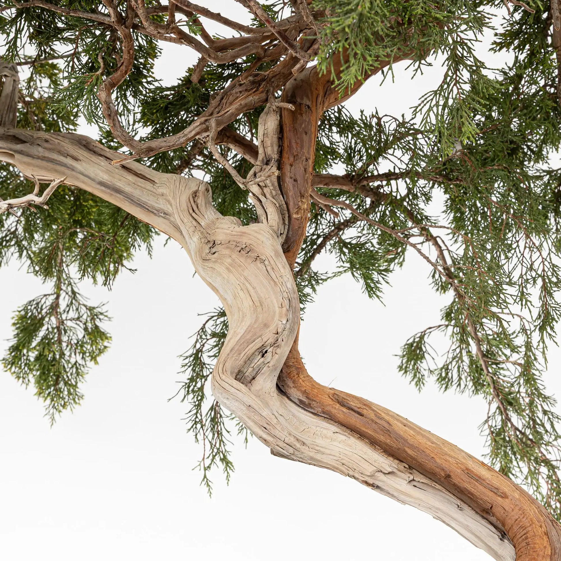 Sharí en toda la line principal del tronco destacandose la vena viva.